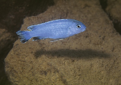 Chindongo sp. 'burrower' Nakantenga Island
